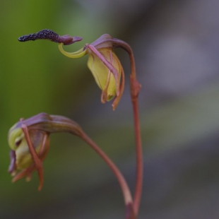 Paracalena nigrita